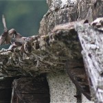 golondrina nido